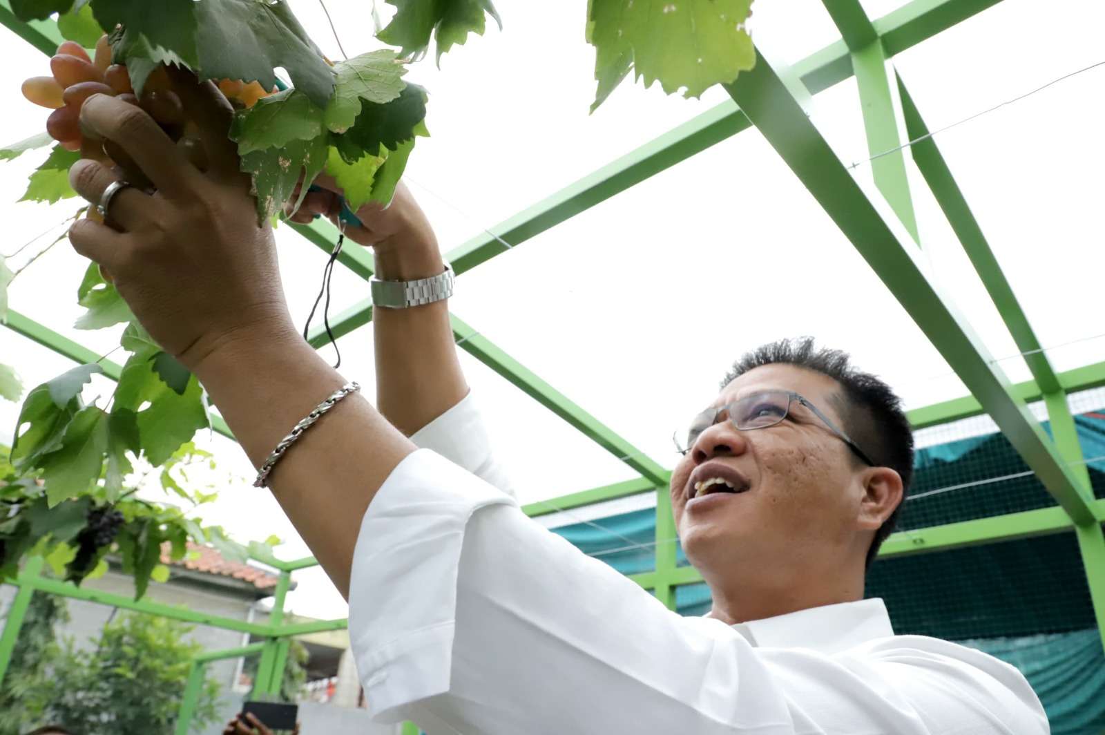 Bupati Bandung Panen Perdana Buah Anggur di HUT ke-79 Kemerdekaan RI